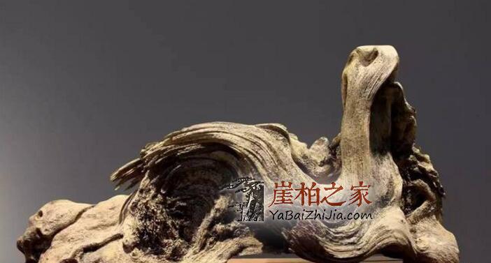 世界那么大,你为什么玩崖柏?-3