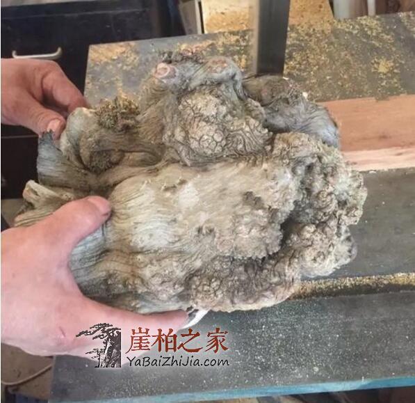 崖柏陈化瘤手串如何制作、成珠的?-3