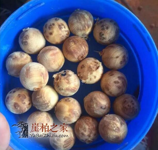 崖柏陈化瘤手串如何制作、成珠的?-14