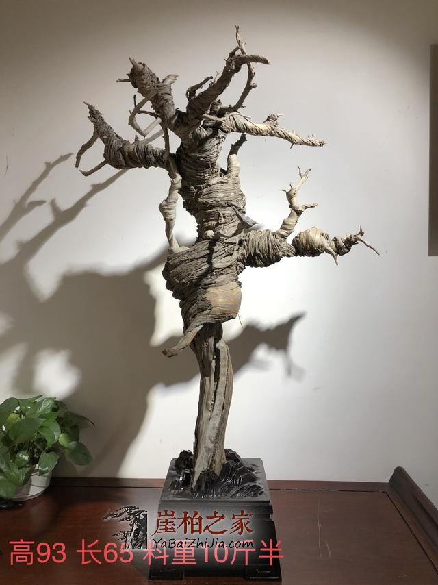 玩崖柏的男人都是智者?-2
