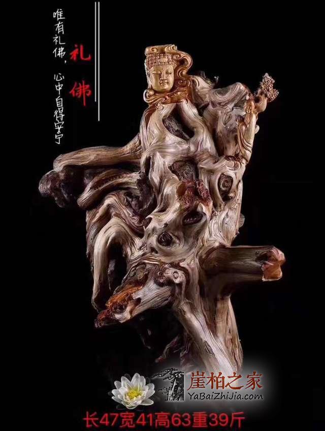 探寻那些你不知道的崖柏秘密!-4