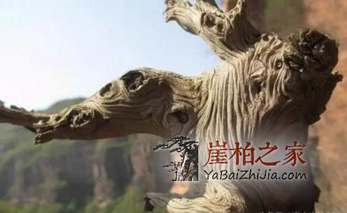 如何选购崖柏毛料,这几种料质极具代表性!-2