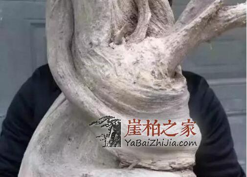 如何选购崖柏毛料,这几种料质极具代表性!-3