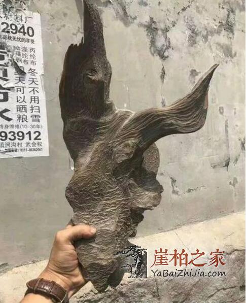 如何选购崖柏毛料,这几种料质极具代表性!-5