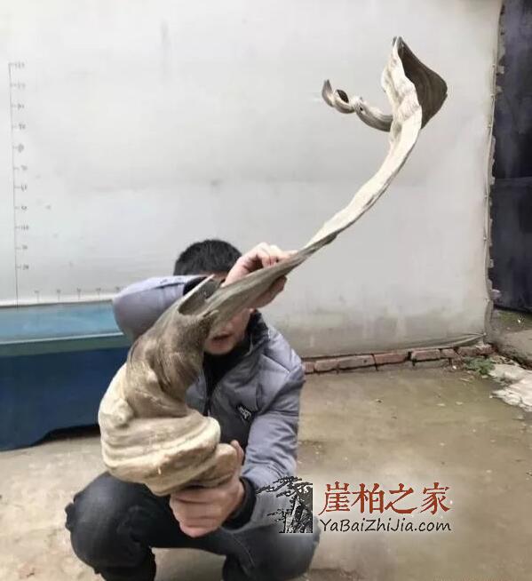 崖柏的这几个特征,瞬间征服你!-1