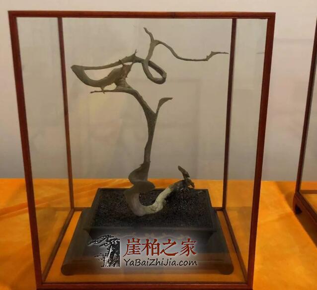 崖柏的这几个特征,瞬间征服你!-2