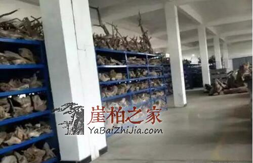 崖柏,不知不觉中成了“炫富”的资本!-3