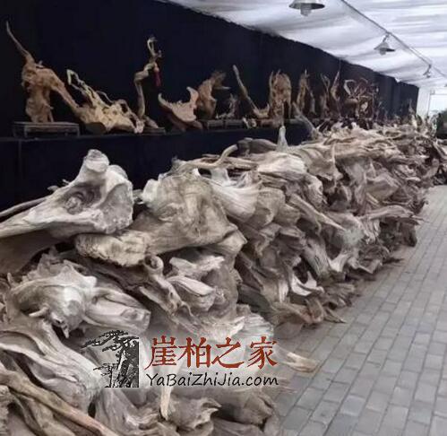 崖柏,不知不觉中成了“炫富”的资本!-4