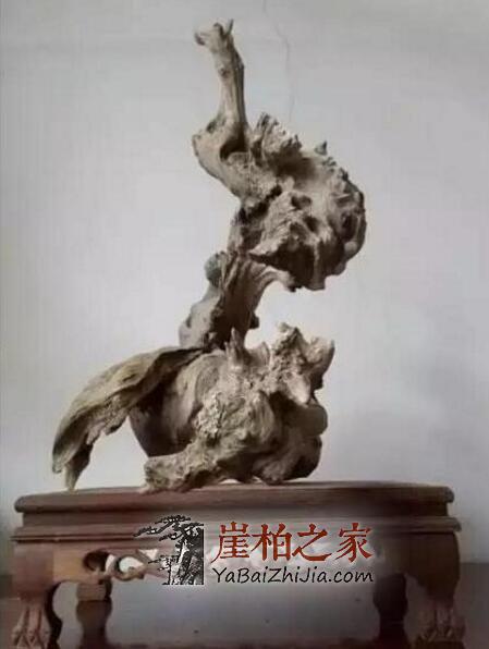 崖柏,女人的美容院,男人的加油站!-1