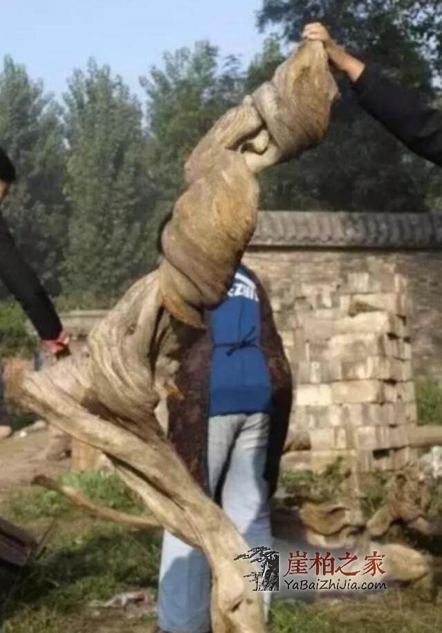 崖柏,女人的美容院,男人的加油站!-3
