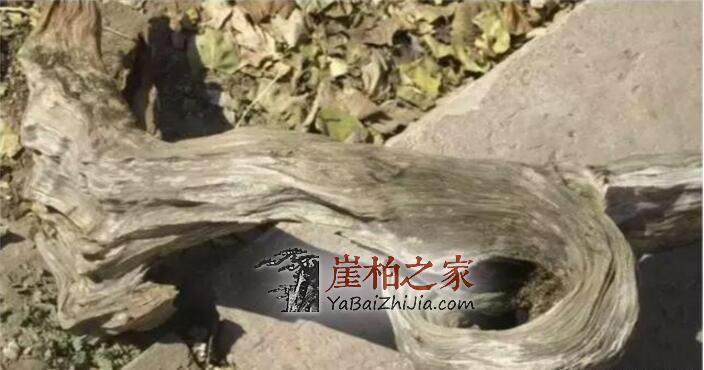 崖柏,女人的美容院,男人的加油站!-2