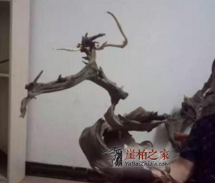 崖柏,女人的美容院,男人的加油站!-4