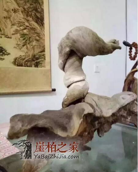 崖柏圈里的潜规则,这个必须要懂!-5