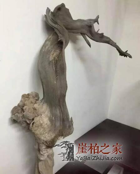 崖柏圈里的潜规则,这个必须要懂!-6