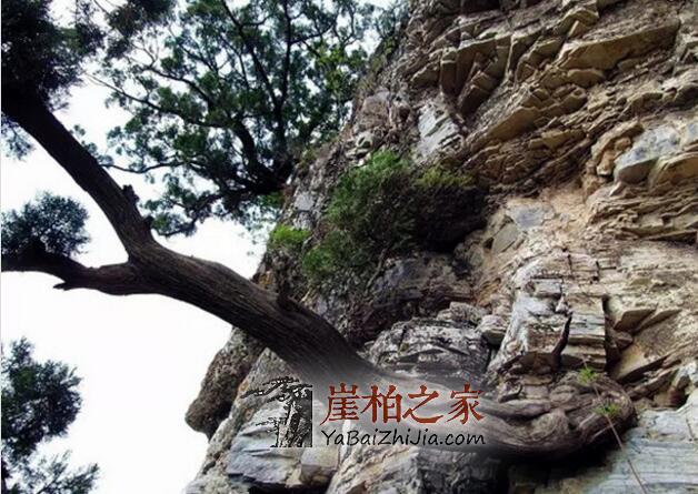 崖柏小白们,这五种料分清了,你也就入门了!-1