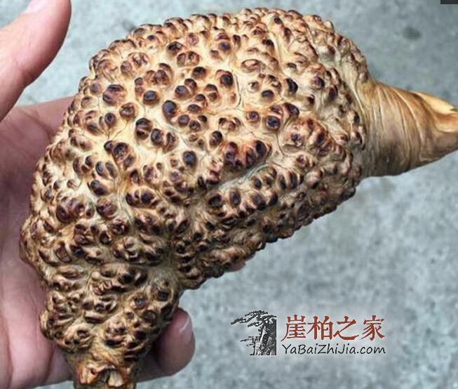 崖柏小白们,这五种料分清了,你也就入门了!-2