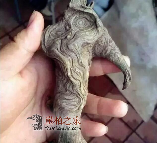 崖柏小白们,这五种料分清了,你也就入门了!-5