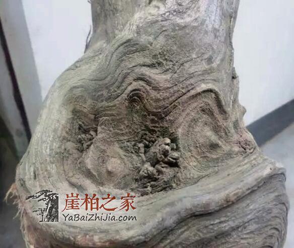 崖柏小白们,这五种料分清了,你也就入门了!-6