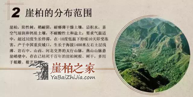 文化底蕴深厚,认识崖柏,爱上崖柏-2