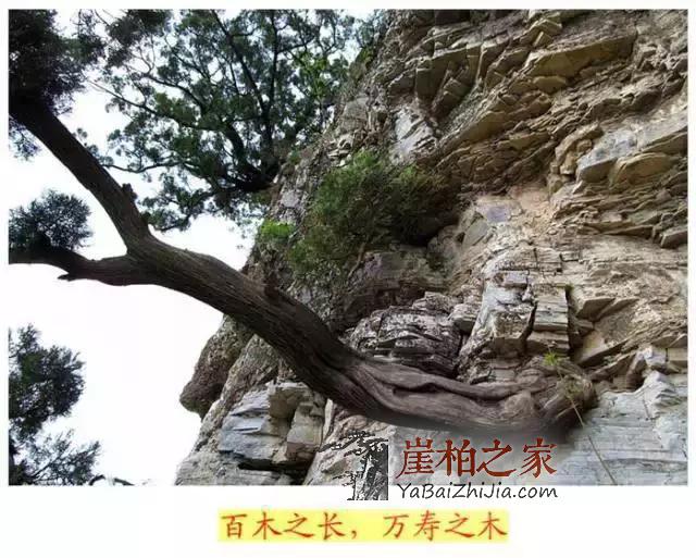 文化底蕴深厚,认识崖柏,爱上崖柏-3