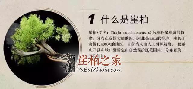 文化底蕴深厚,认识崖柏,爱上崖柏-1