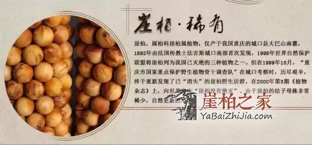 文化底蕴深厚,认识崖柏,爱上崖柏-4