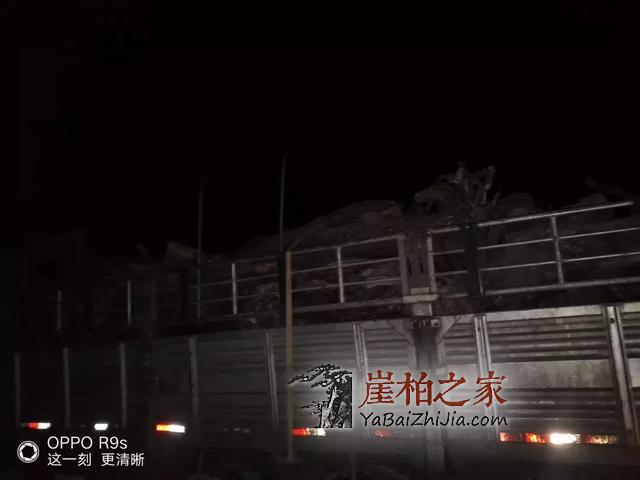 凌晨5人偷运12吨崖柏 丹巴森林公安当场抓获!-10