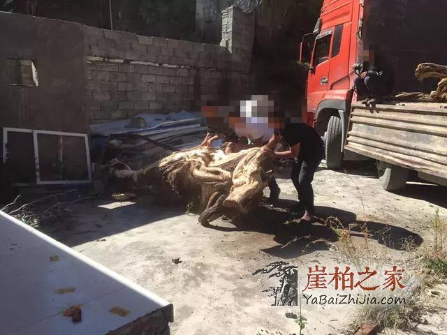 凌晨5人偷运12吨崖柏 丹巴森林公安当场抓获!-6