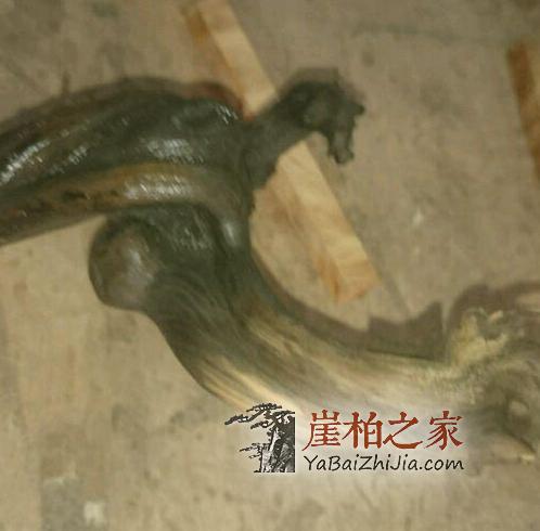 崖柏毛料经过这几个步骤,价值翻倍!-2
