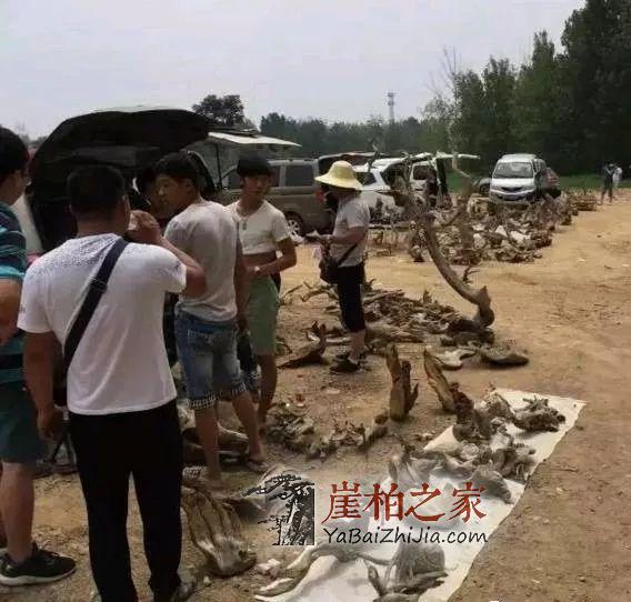 崖柏行业的秘密,天价崖柏都是怎么卖出去的?-4