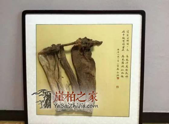崖柏的养生功能“说明书”!-5