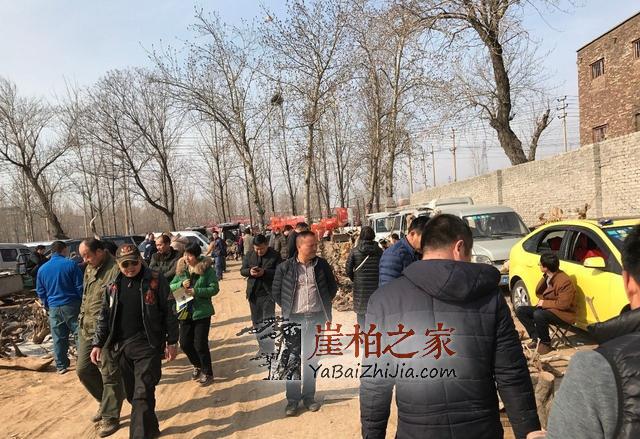 崖柏:现在再不入手,就买不起了!-3