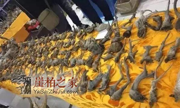 崖柏:现在再不入手,就买不起了!-2