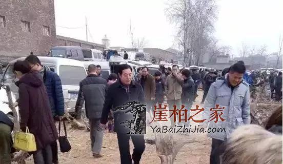 崖柏:现在再不入手,就买不起了!-1