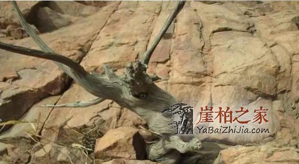 辩种论价值,崖柏百科知识大全-2