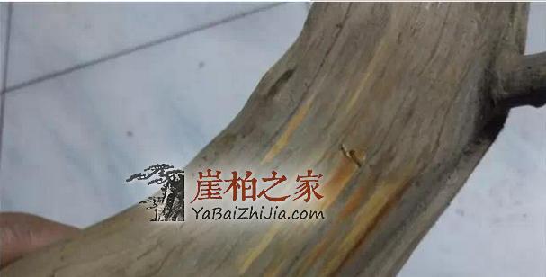 辩种论价值,崖柏百科知识大全-7