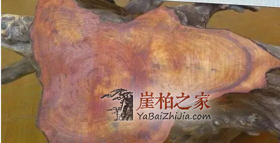 辩种论价值,崖柏百科知识大全-4