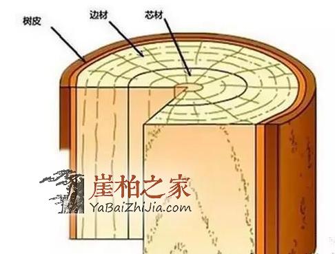 辩种论价值,崖柏百科知识大全-6