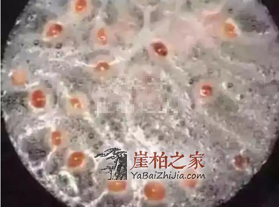 黑又亮的崖柏黑油料竟是这么煮出来的,揭秘“烹制”全过程!-2