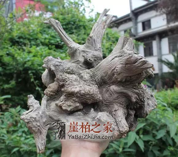崖柏,时尚、养生两不误!-2
