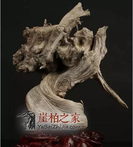 崖柏的这些“常识”,坑了多少人-5