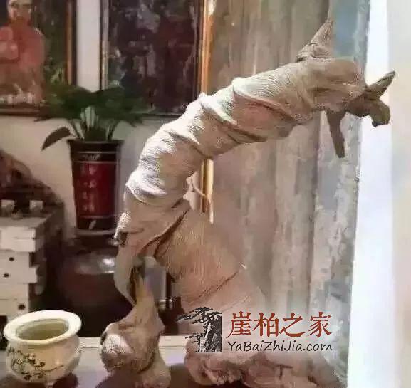 崖柏即将消失,现在还犹豫的朋友几年后肯定后悔-2
