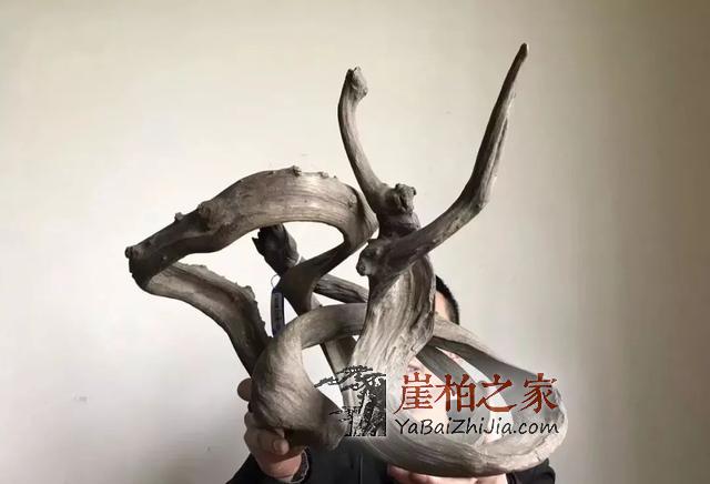 崖柏即将消失,现在还犹豫的朋友几年后肯定后悔-5