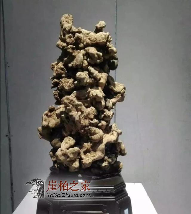 崖柏即将消失,现在还犹豫的朋友几年后肯定后悔-3