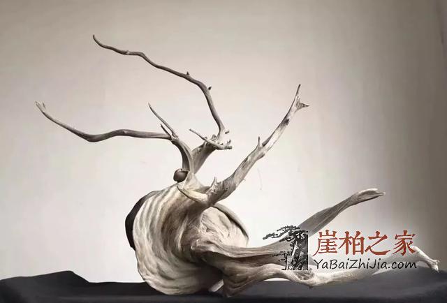 崖柏即将消失,现在还犹豫的朋友几年后肯定后悔-4