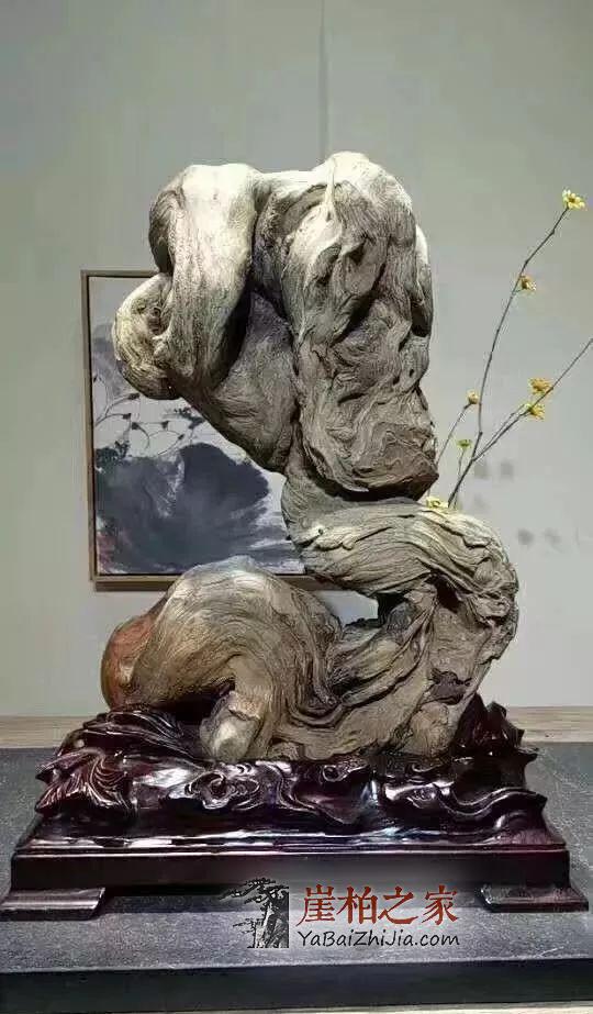 崖柏即将消失,现在还犹豫的朋友几年后肯定后悔-1