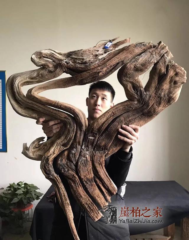 崖柏即将消失,现在还犹豫的朋友几年后肯定后悔-7