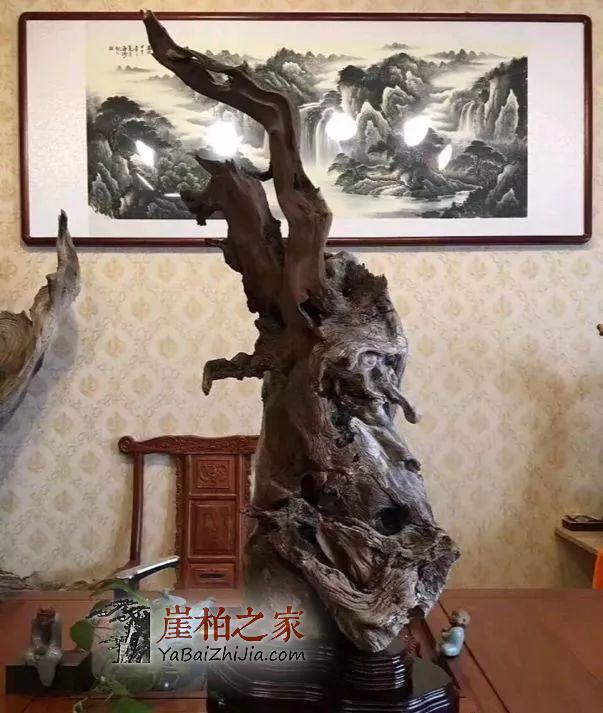 崖柏即将消失,现在还犹豫的朋友几年后肯定后悔-8