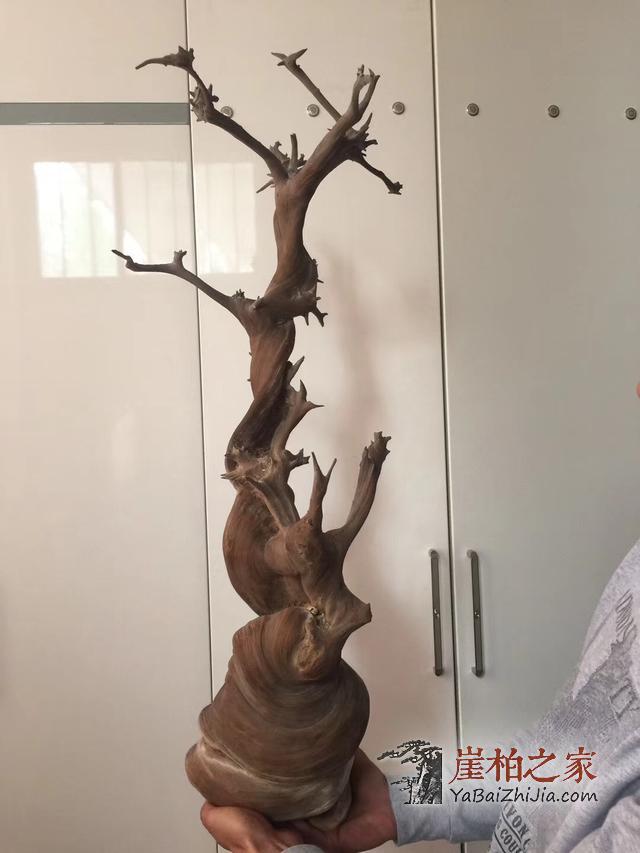 从天价崖柏“黑天鹅”的落地成交看崖柏精品范畴的雏形形成!-1
