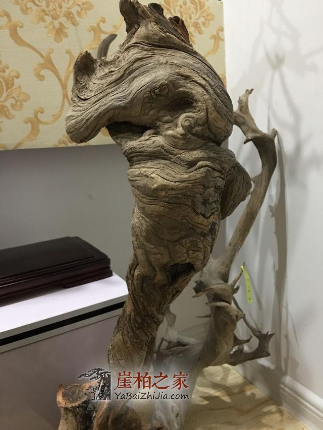 从天价崖柏“黑天鹅”的落地成交看崖柏精品范畴的雏形形成!-3